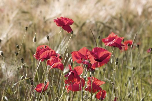 wild poppy flowers