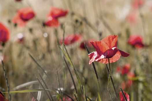 wild poppy flowers