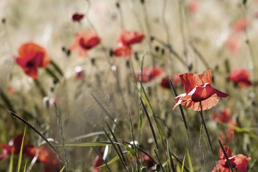 wild poppy flowers