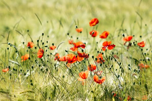 wild poppy flowers