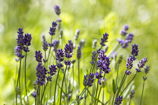 lavender flowers