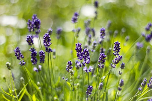 lavender flowers