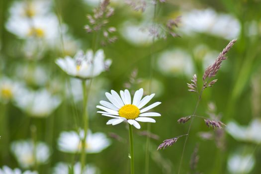 daisies in the meadow