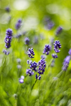 lavender flowers