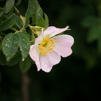 An image of a pink wild rose on a black background