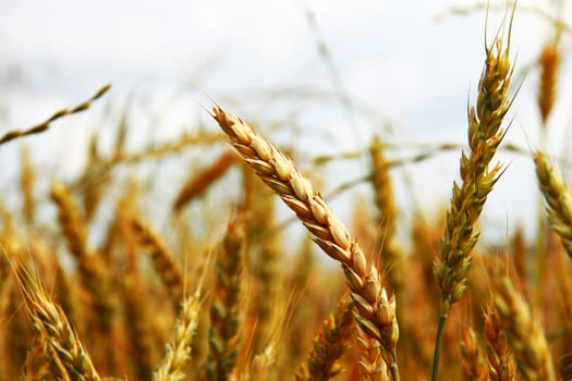 Golden ears on the summer field before harvest