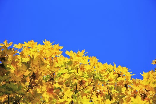 Yellow acer leaves against clear blue sky