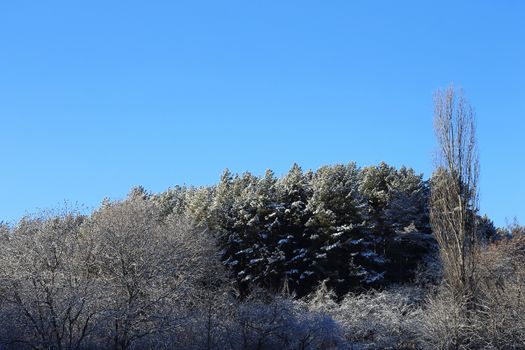 Trees covered with hoarfrost and snow in mountains