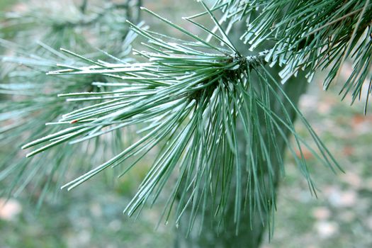 Snow laying on the green pins of Christmas tree