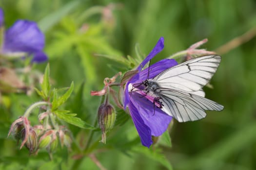 Black-veined White butterfly (Aporia crataegi) on blue flowers