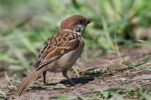 unlike well expressed sexual dimorphism at a house sparrow males and females tree sparrow from each other don't differ.