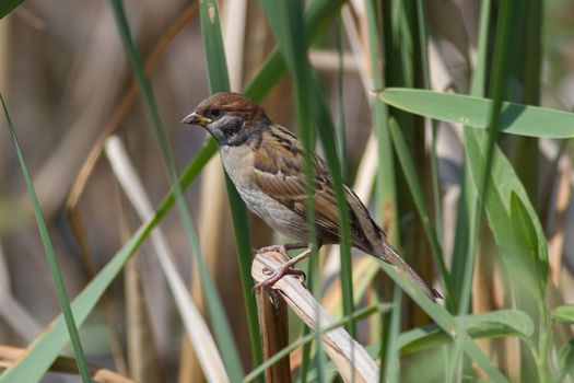 unlike well expressed sexual dimorphism at a house sparrow males and females tree sparrow from each other don't differ.