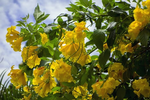 Tecoma Stans is species of flowering perennial shrub in  trumpet vine family.