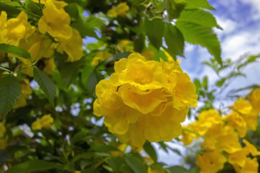 Tecoma Stans is species of flowering perennial shrub in  trumpet vine family.