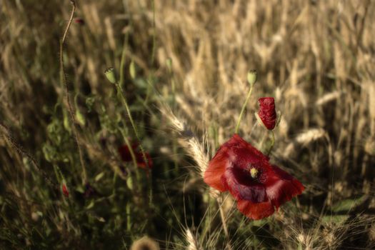 Red poppies on yellow weeds fields during spring in Italian countryside