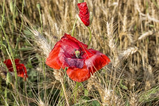 Red poppies on yellow weeds fields during spring in Italian countryside