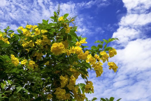 Tecoma Stans is species of flowering perennial shrub in  trumpet vine family.