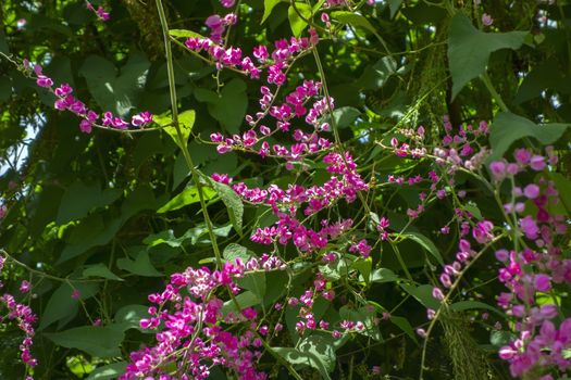 Wild Wisteria, also spelled Wistaria or Wysteria. Thailand.