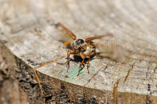 old cracked stump edge crawling beetles spread their wings trying to get up in the air