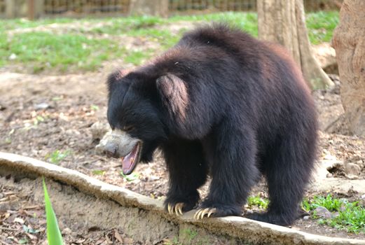 sloth bear or Melursus ursinus in zoo