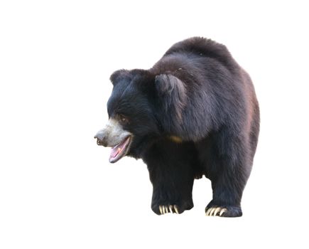 sloth bear or Melursus ursinus isolated on white background