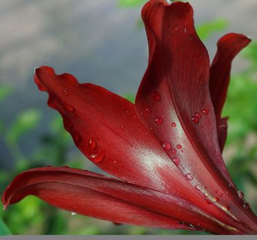 Hippeastrum full bloom, photographed from the side see the beauty pretty slick, bright colors of the flowers clearly.                              