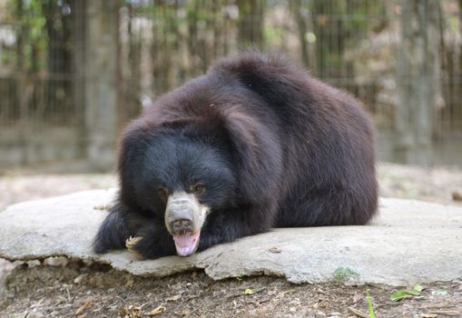sloth bear or Melursus ursinus in zoo