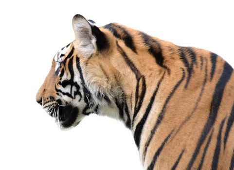 tiger head isolated on white background