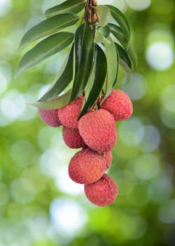 fresh lychee on tree in lychee orchard