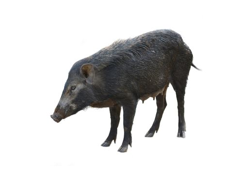 wild boar isolated on white background