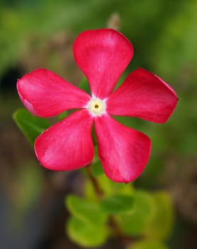 Madagascar periwinkle Catharanthus roseus Flowers Vinca. The pink flowers on a tree in full bloom,
beautiful naturally.                            