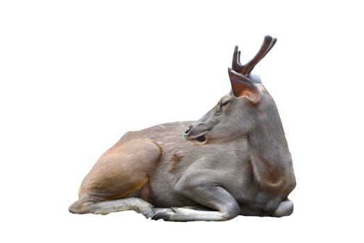 sambar deer ( cervus unicolor ) isolated on white background