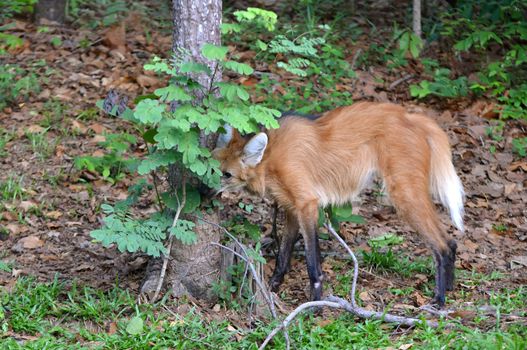 maned wolf in natuer