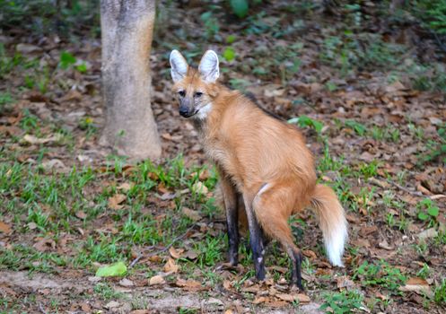 maned wolf in natuer