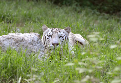 male white bengal tiger in captive environment
