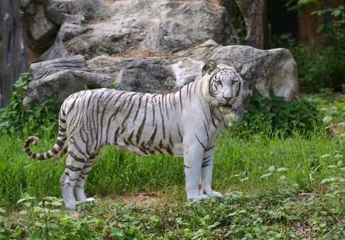 female white bengal tiger in captive environment