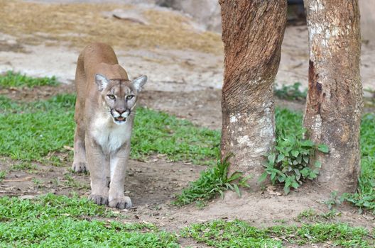 puma or cougar or mountain lion in captive environment