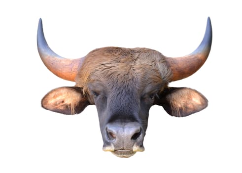 close up image of the gaur head isolated