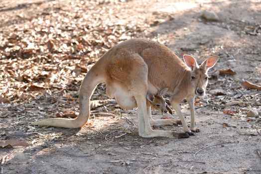 kangaroo with joey in pouch