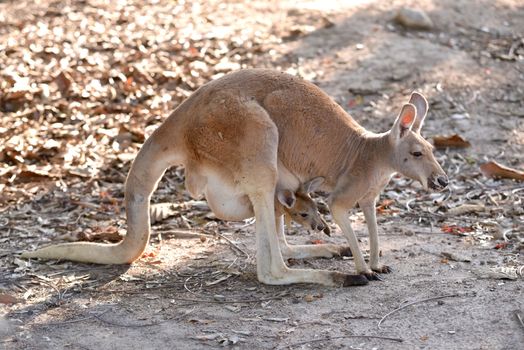 kangaroo with joey in pouch