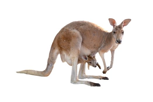 kangaroo with joey in pouch