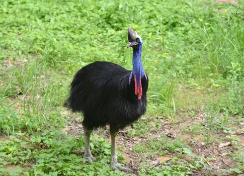 cassowary bird ( Casuarius casuarius ) in nature environment