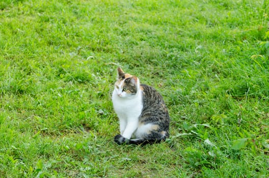 little tabby kitty with white neck in garden meadow