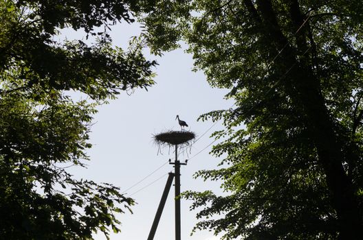 Dark stork bird silhouette in nest on electric pole surrounded by tree branches.