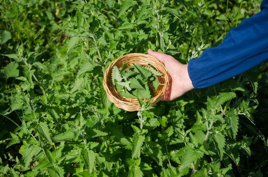 herbalist woman hand pick balm herbal plant leaves in garden. Alternative medicine.