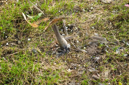 small bird body on the meadow and feathers scattered around