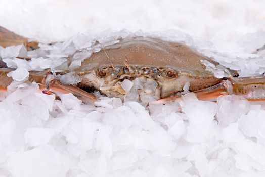 a crab freeze in ice