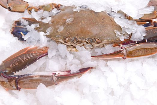 a crab freeze in ice