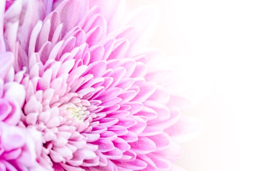 Macro detail of colorful blooming chrysantemum flower with white background