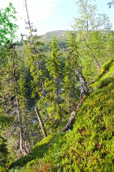 Hills with forest in northern Norway at sunny day